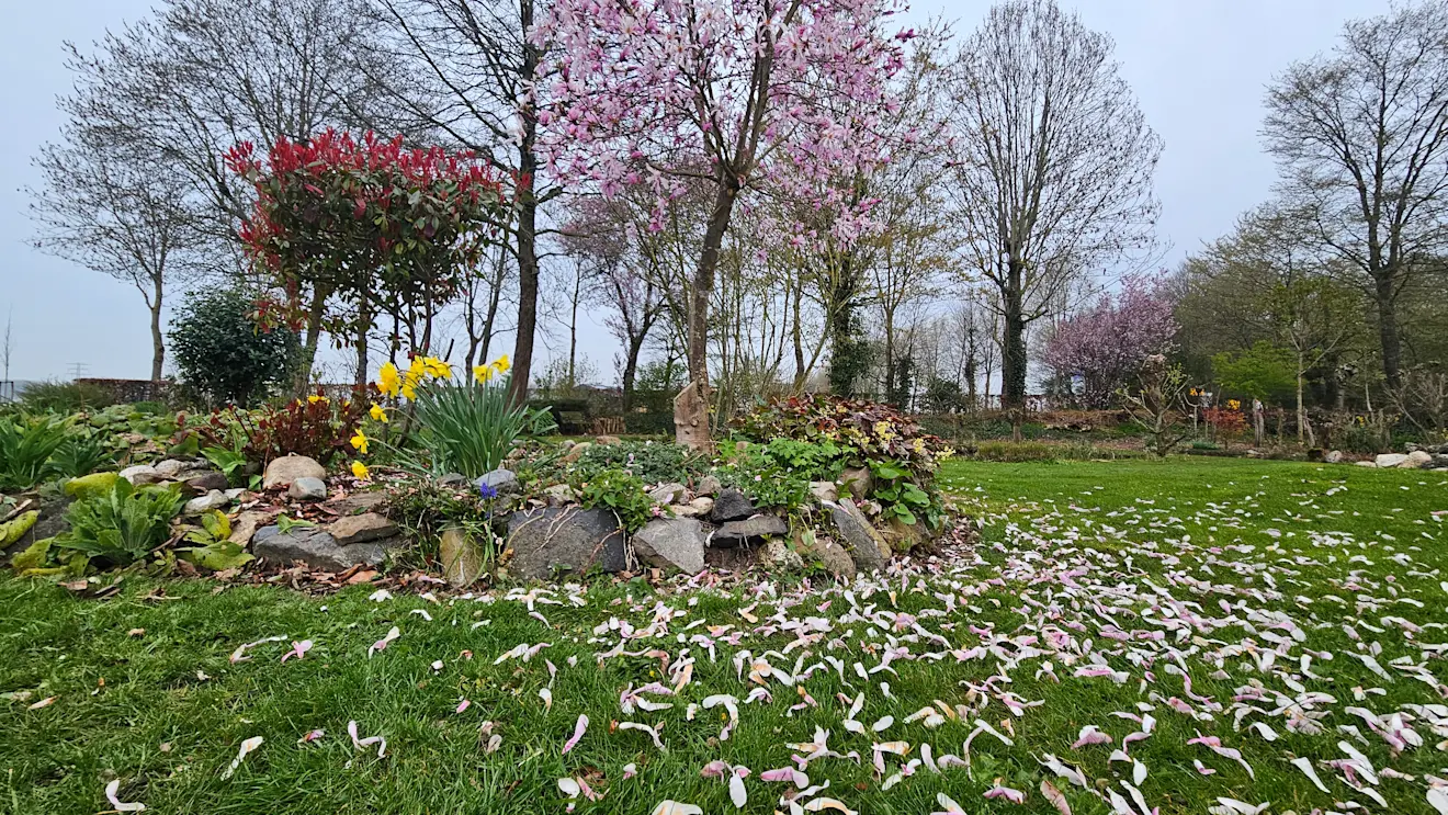 De bewolking nam vanochtend al toe en ook de eerste bloesem ligt op de grond - Nely van Frankenhuyzen