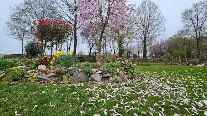 De bewolking nam vanochtend al toe en ook de eerste bloesem ligt op de grond - Nely van Frankenhuyzen