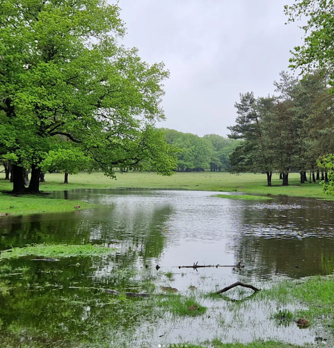 Water in het land door hevige regenval. Foto: Reinout van den Born.