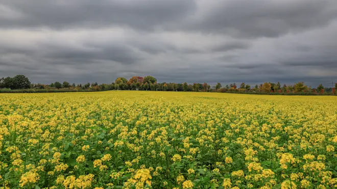 Een grijze lucht met daar onder een kleurrijk bloementapijt - Henk Straatman