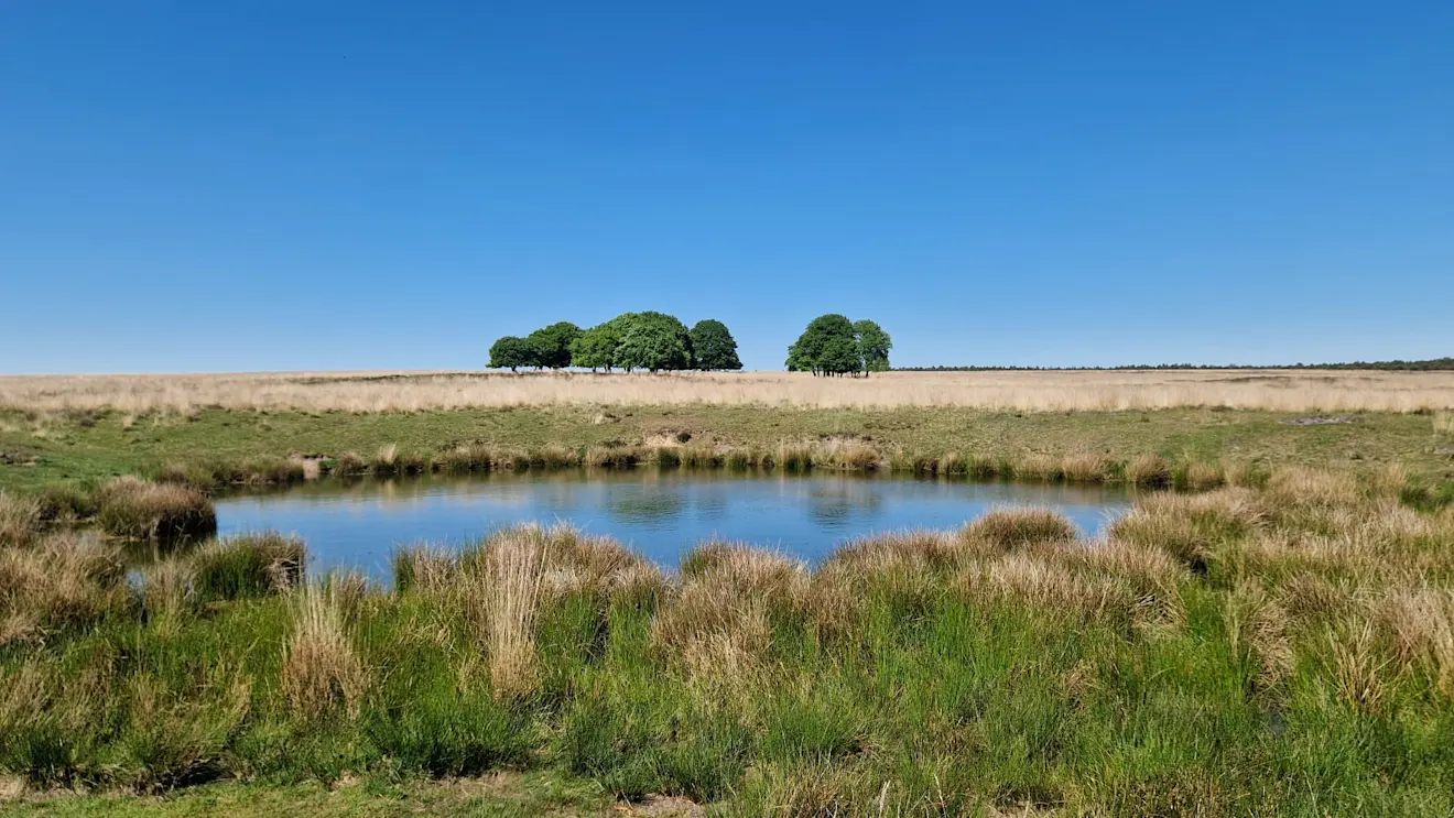 Het Hessengat, met op de achtergrond de karakteristieke groep bomen - Reinout van den Born