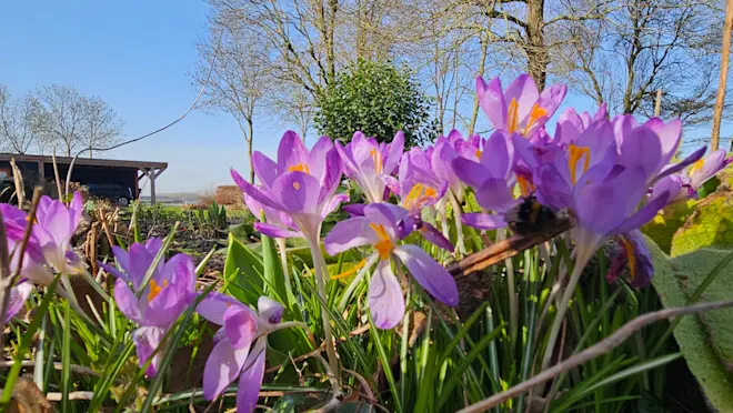 Lente in de Betuwe - Nely va Frankenhuyzen