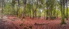 Herfst in de bossen bij Ermelo - John Oomen