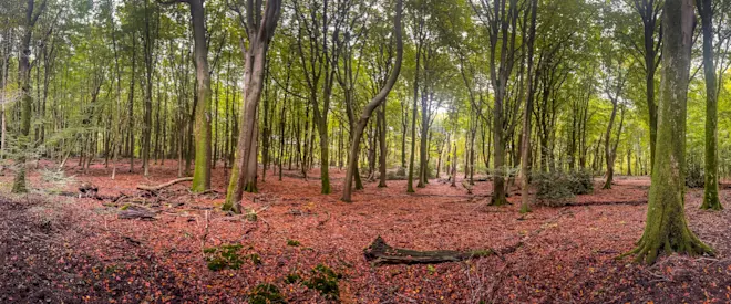 Herfst in de bossen bij Ermelo - John Oomen