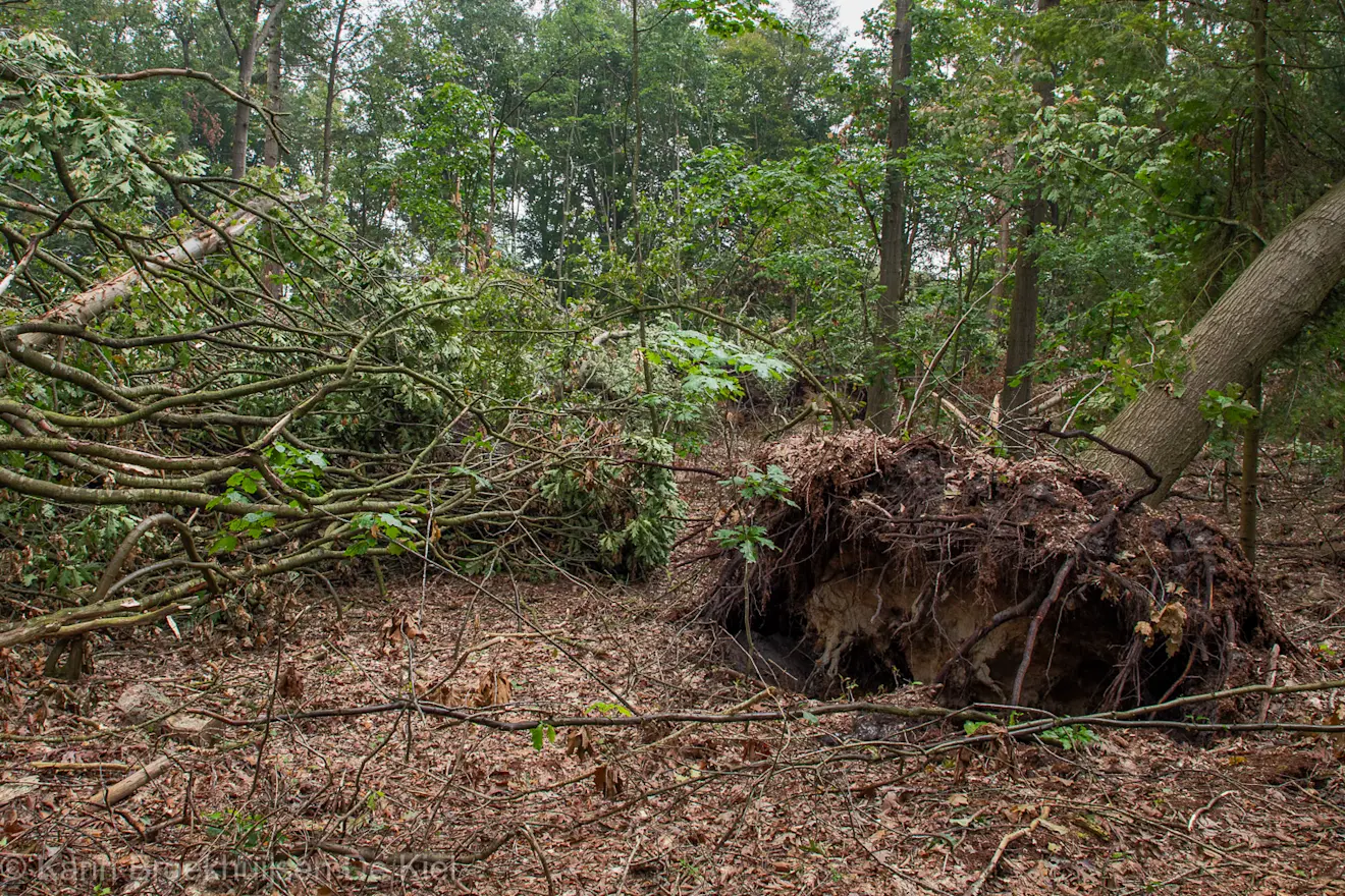 De schade aan de Bosweg bij het Gasselterveld - Karin Broekhuijsen
