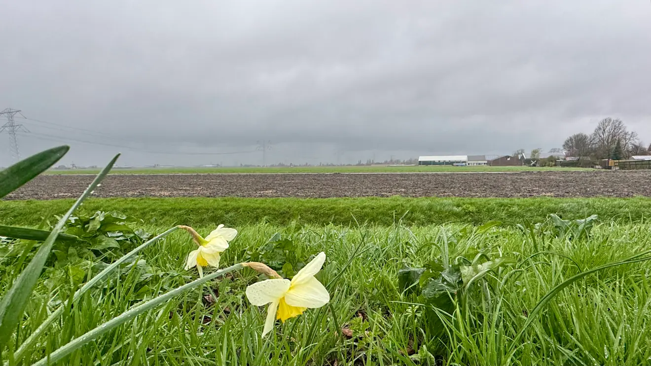Vanochtend was het nog nat, maar de lente komt volgende week al terug - Jolanda Bakker