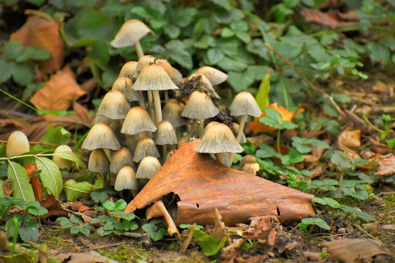 In de bossen zijn steeds meer paddenstoelen te zien - Cynthia van Leusden