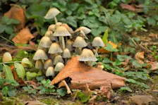 In de bossen zijn steeds meer paddenstoelen te zien - Cynthia van Leusden