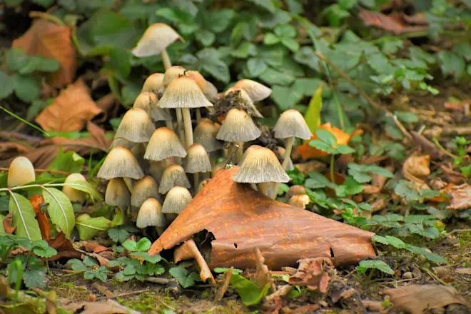 In de bossen zijn steeds meer paddenstoelen te zien - Cynthia van Leusden